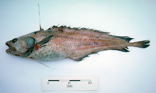 Lepidion inosimae