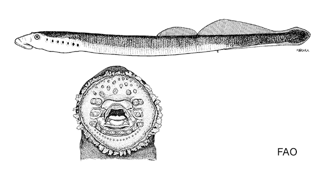 Lethenteron kessleri