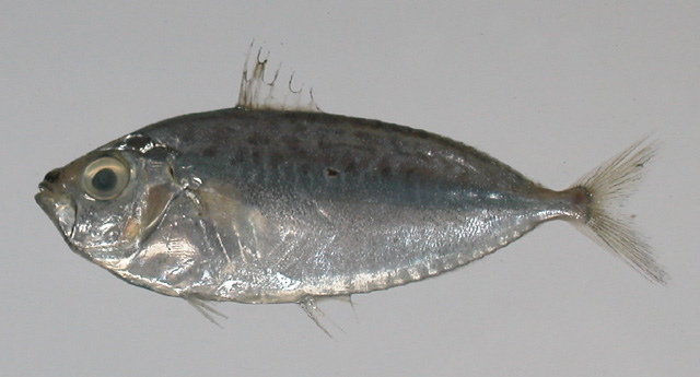 Equulites lineolatus