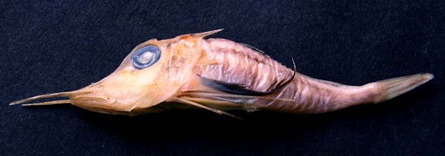 Lepidotrigla longipinnis