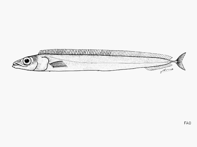 Lepidopus manis