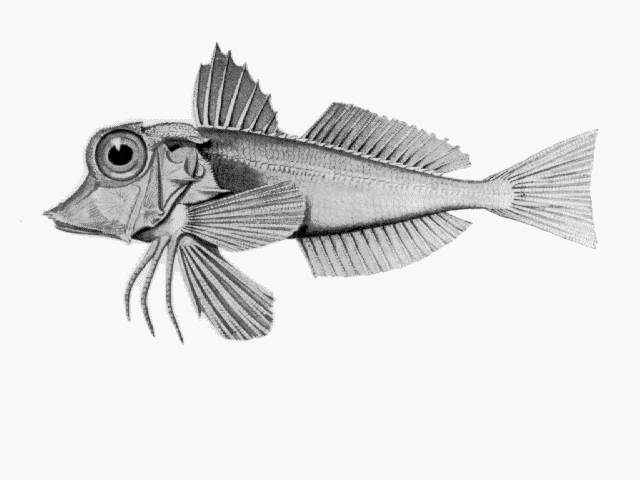 Lepidotrigla modesta