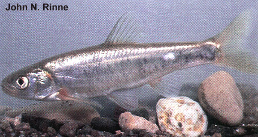 Lepidomeda mollispinis