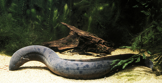 Lepidosiren paradoxa