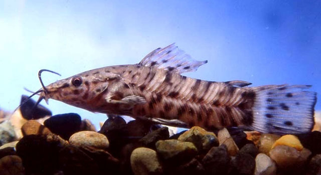 Lepthoplosternum pectorale