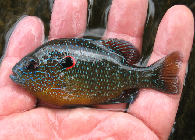 Lepomis peltastes