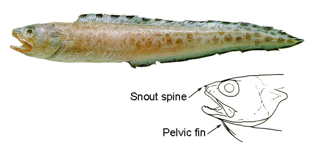 Lepophidium pheromystax