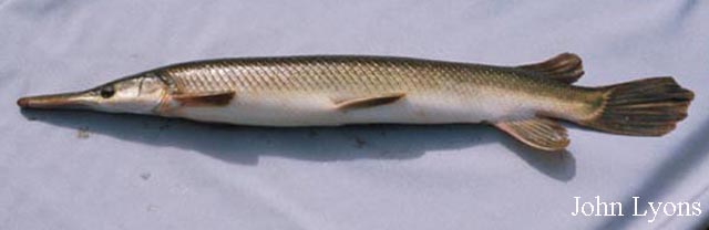 Lepisosteus platostomus