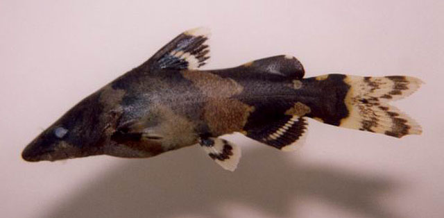 Leiocassis poeciloptera