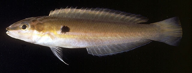 Leptojulis polylepis