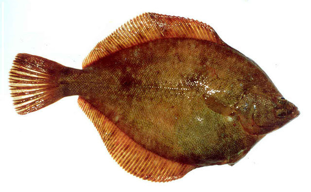 Lepidopsetta polyxystra