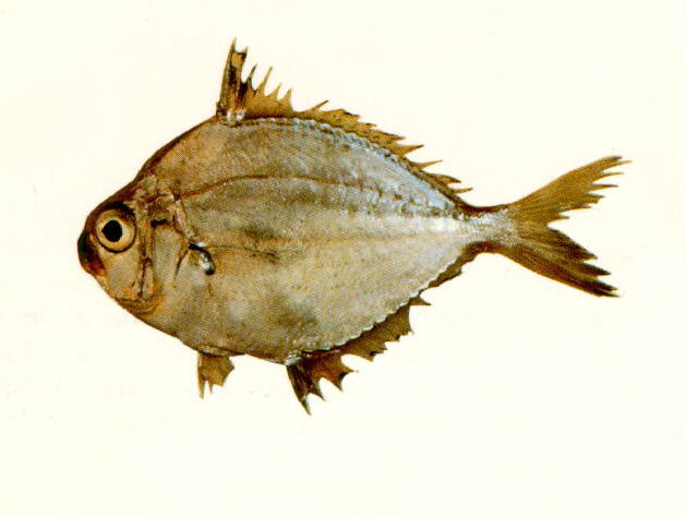 Eubleekeria rapsoni