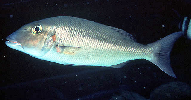 Lethrinus rubrioperculatus