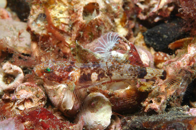 Lebetus scorpioides