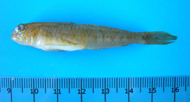 Lesueurigobius suerii