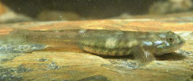 Lentipes venustus