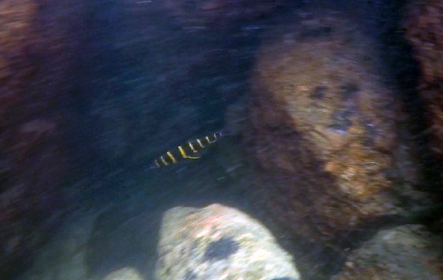 Leporinus villasboasorum