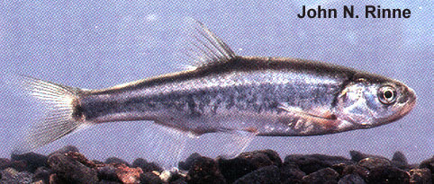 Lepidomeda vittata