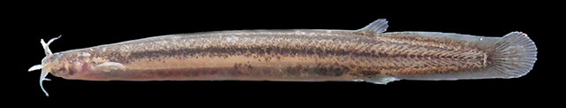 Listrura bernunssa