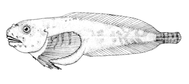 Liparis coheni
