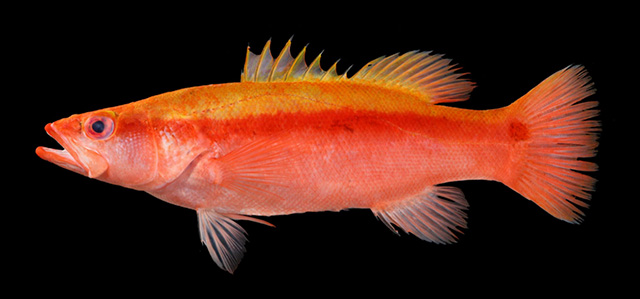 Liopropoma dorsoluteum