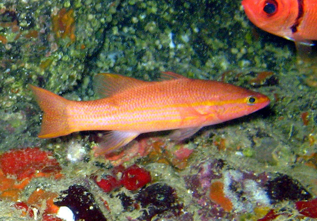 Liopropoma emanueli