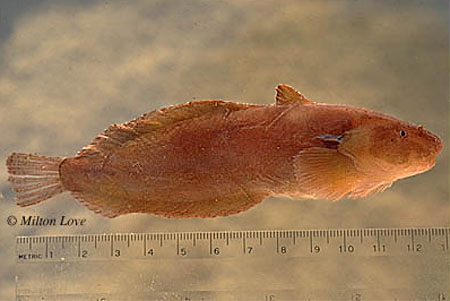 Liparis florae