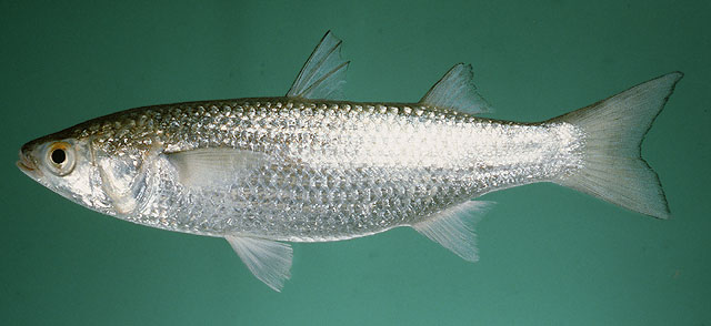 Planiliza klunzingeri