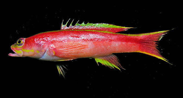 Liopropoma longilepis