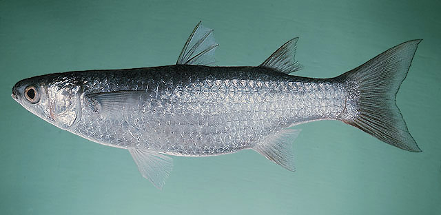 Limac_u6.jpg