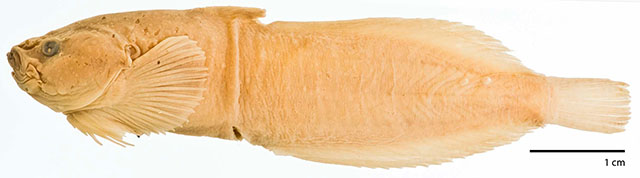 Liparis micraspidophorus