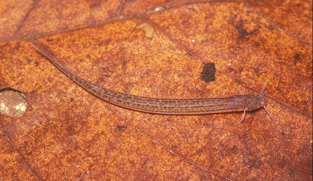 Listrura nematopteryx