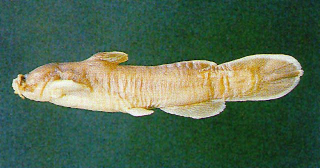 Liobe_u0.jpg