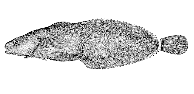 Liparis rutteri
