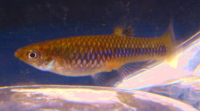 Lisul_f0.jpg