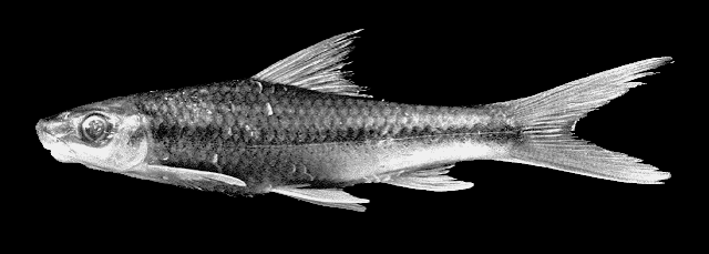 Lobocheilos falcifer