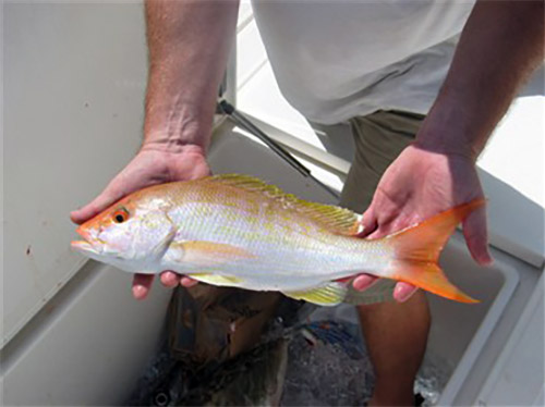 Lutjanus ambiguus