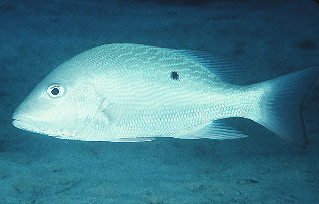 Lutjanus analis