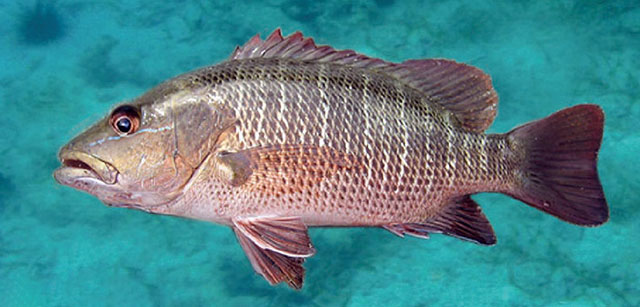 Lutjanus argentimaculatus