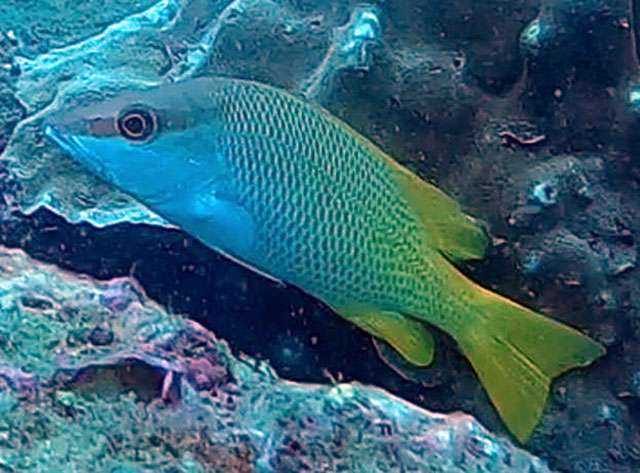 Lutjanus argentiventris