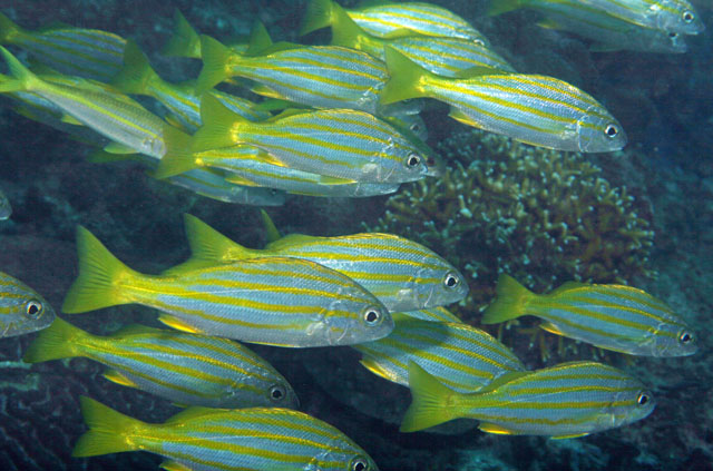 Lutjanus carponotatus