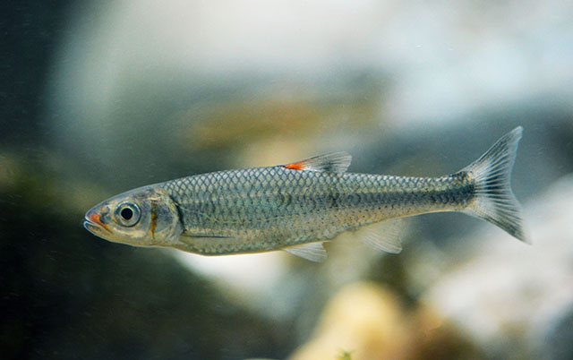 Coccotis coccogenis