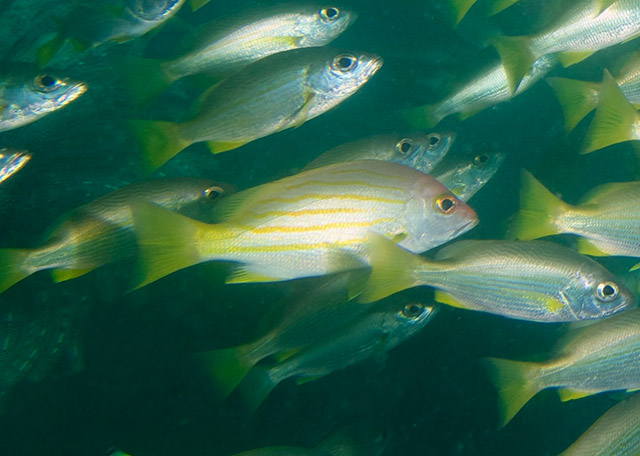 Lutjanus dodecacanthoides
