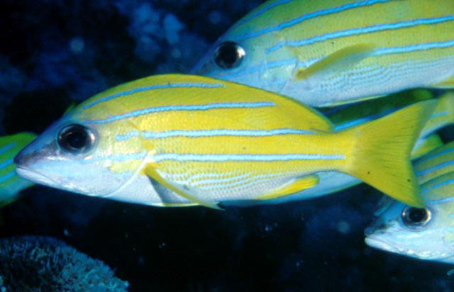 Lutjanus kasmira