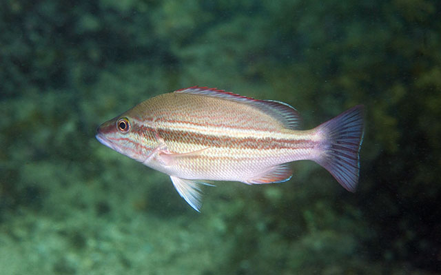 Lutjanus lemniscatus
