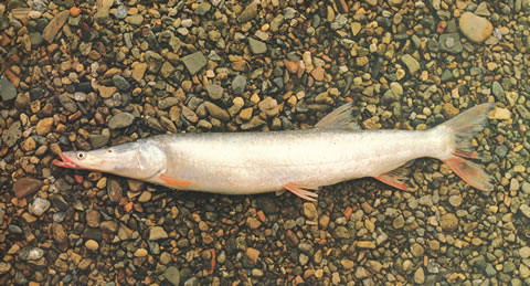 Luciobrama macrocephalus