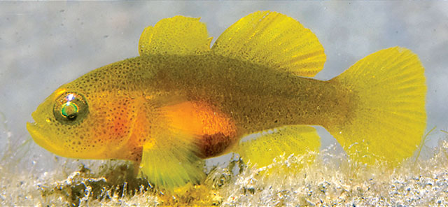 Lubricogobius nanus
