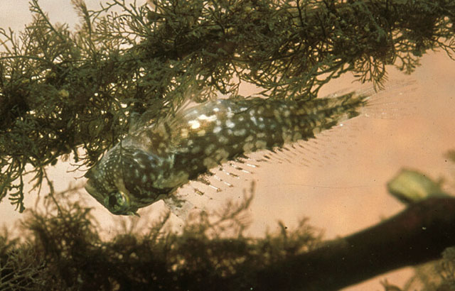 Lupinoblennius paivai