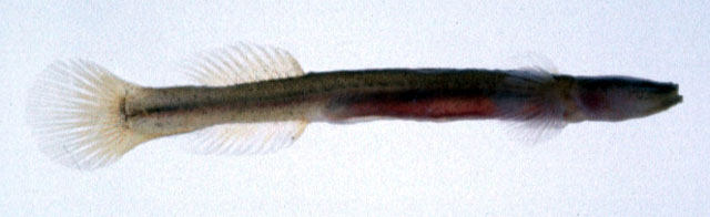 Luciogobius pallidus
