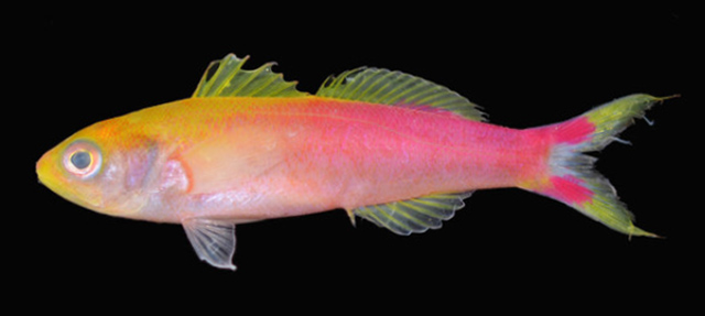 Luzonichthys seaver